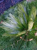 Palme Sommersprossen2.webp