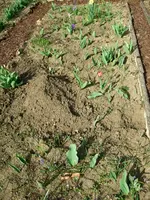 Zwiebelbeet.webp