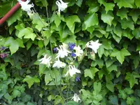 DSC00493.webp