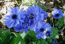 Oktober 2009 Gardenclub 116 v.webp
