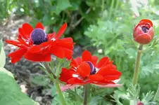 Oktober 2009 Gardenclub 121 v.webp