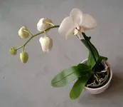 Orchis 004.webp