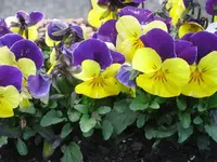 22242.webp
