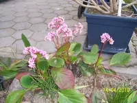 100_2375.webp