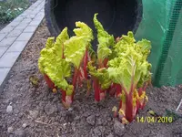 100_2376.webp