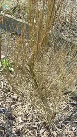13.April 2010 (44).webp