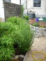 Bambus Hecke.webp