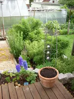 Bambus-Hecke.webp