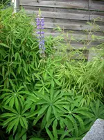 Bild 005.webp
