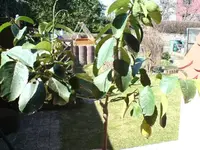 Frühling 00000.webp