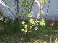 15.04.2010 027.webp