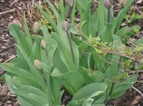 15..04.2010 020.webp