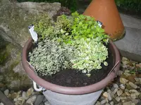 15..04.2010 034.webp