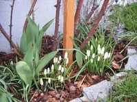 DSCF6541.webp