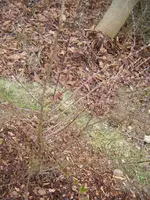 DSCF6547.webp