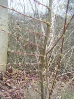 DSCF6548.webp