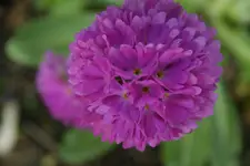 DSC02571.webp