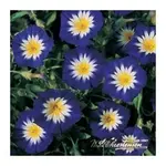 trichterwinde.webp