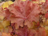 IMG_3588_1024x768.webp