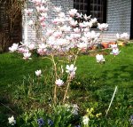 IMGP3066 - 2010-04-13 - magnolienbeet mit schlüsselblumen....jpg