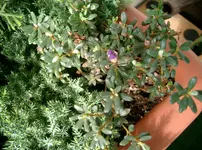 Balkon 2010.webp