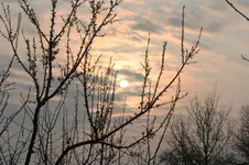 Morgensonne.webp
