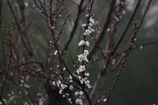 Aprikose.webp
