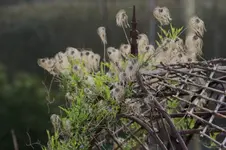 Clematis.webp