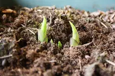 Hosta.webp