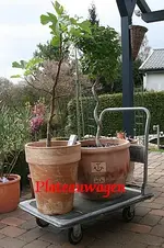 Feige und Lorbeer auf Plateauwagen.webp