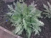 Ist das Mohn.webp