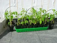 Buschtomaten.webp