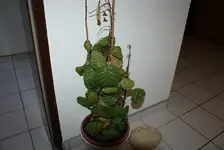 DSC04275.webp