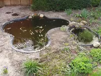 Teich1.webp