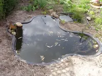 Teich2.webp
