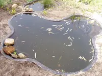 Teich3.webp