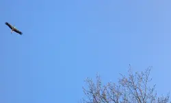 16042010220.webp