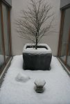 acer_winter.jpg