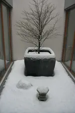 acer_winter.webp