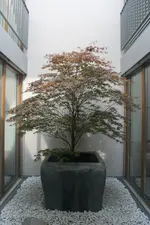 acer_frühjahr.webp