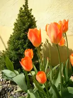 Tulipeskli.webp