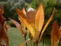 Herbst 2010 v.webp