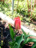 rose.webp