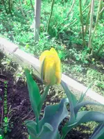 tulpe222.webp