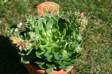IMG_1835 - Kopie.webp IMG_1835 - Kopie.webp