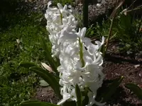 17.4.2010 005.webp