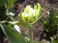 17.4.2010 013.webp