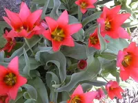 17.4.2010 014.webp