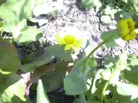 17.4.2010 015.webp