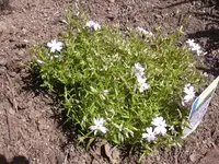 17.4.2010 019.webp